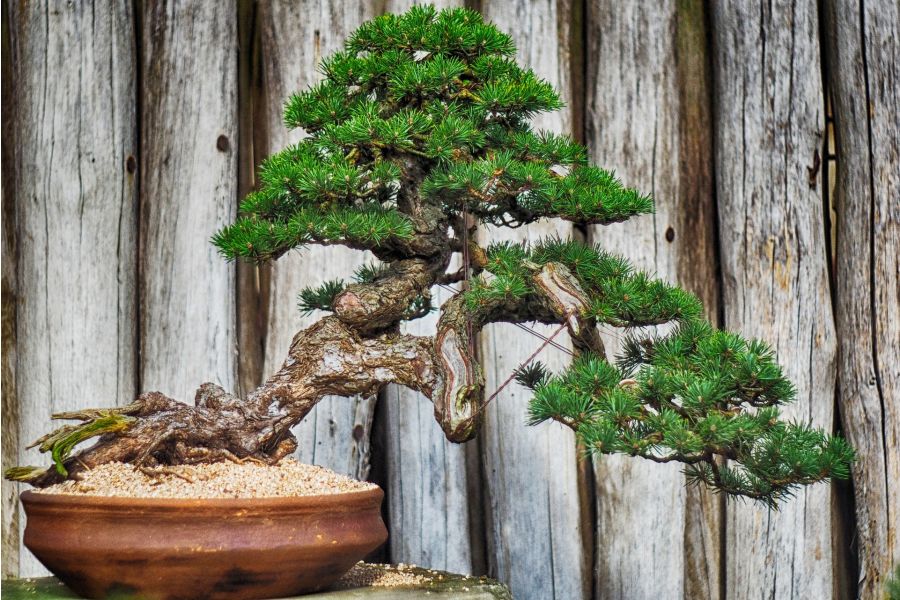 Bonsai image