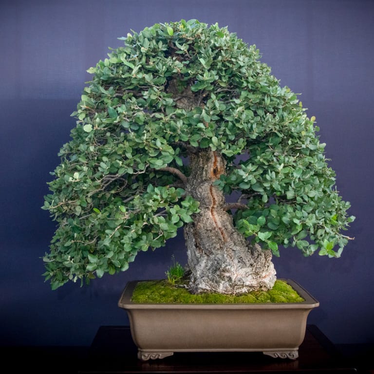 Deciduous Broadleaf image