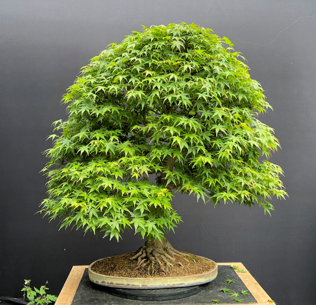 Japanese Maple image