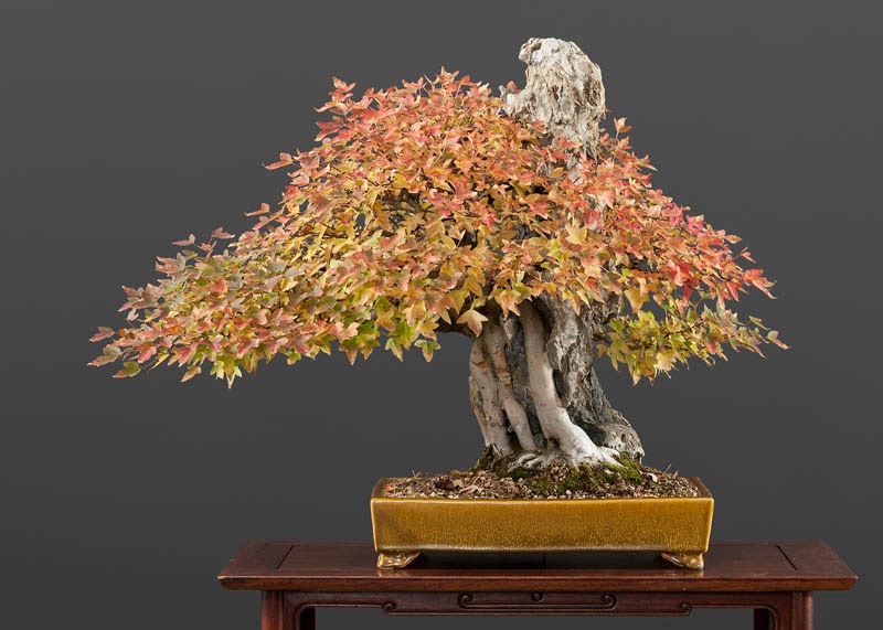 Maple image